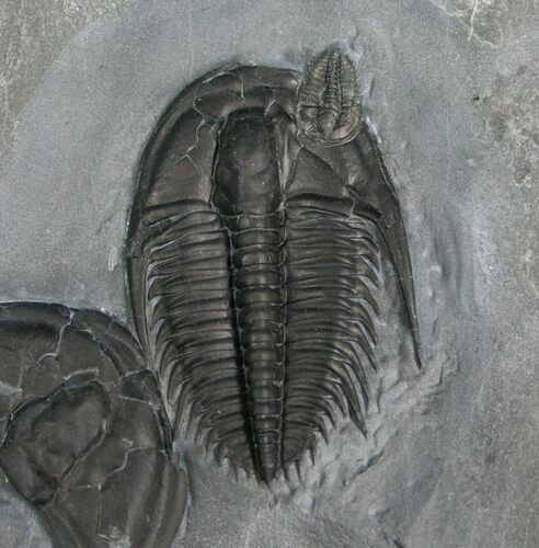 Beautiful Orygmaspis Trilobite With Hitch Hiker #4358